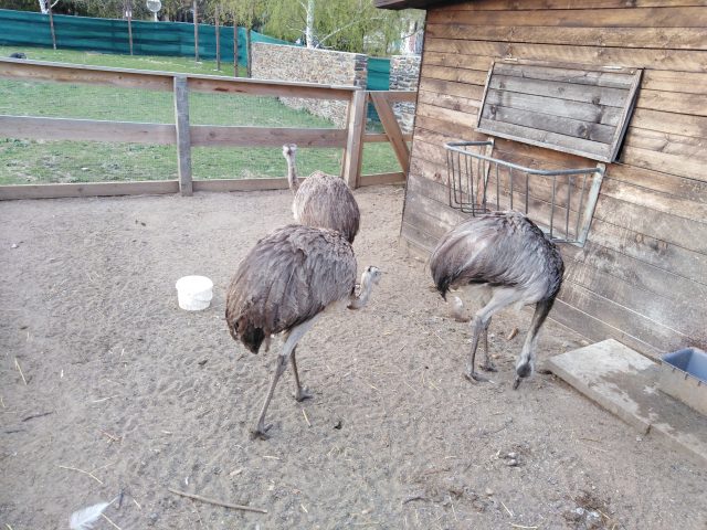 Výběh s ptactvem v Zooparku Milíčov