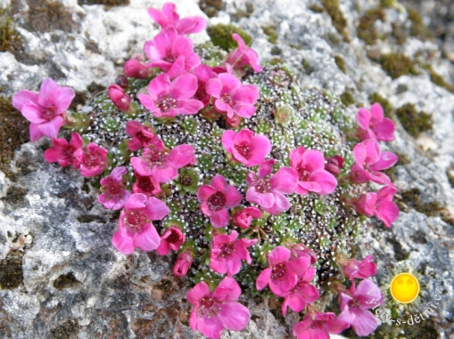 Botanická zahrada v Praze