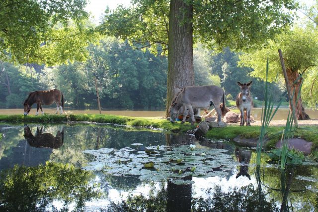 U hotelu je k vidění malá ZOO s oslíky a jinými zvířaty