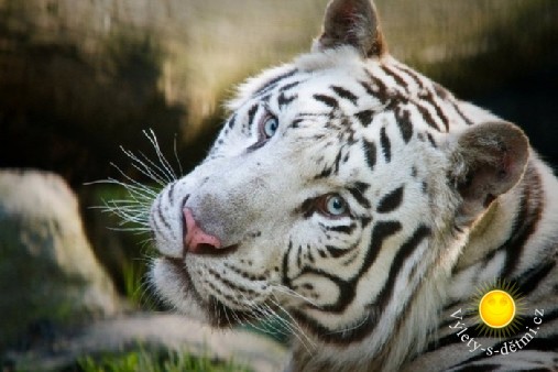 Liberecká zoo zve k návštěvě