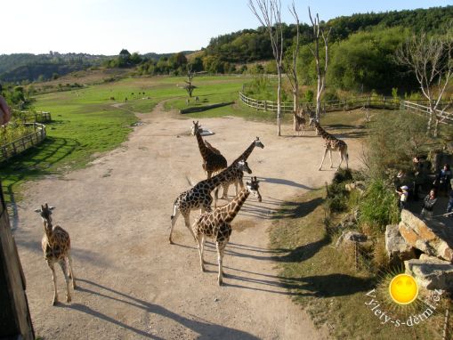 Žirafy ZOO Praha